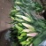 凌源香雪兰鲜切花种球百合各种花卉都有欢迎联系