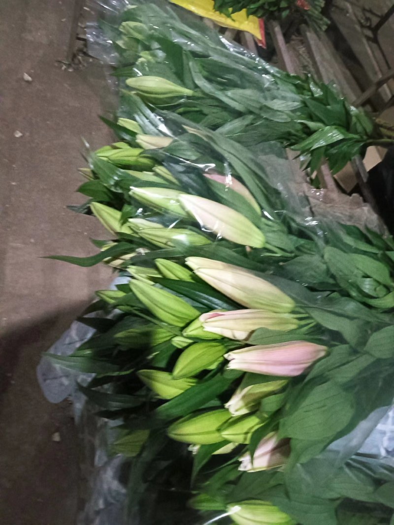 凌源香雪兰鲜切花种球百合各种花卉都有欢迎联系