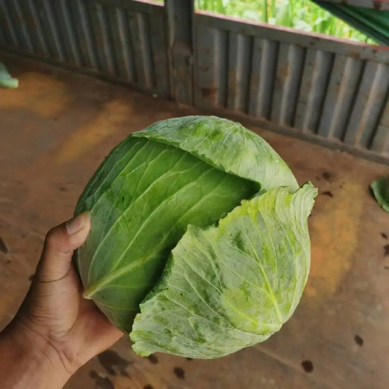 【精品】甘蓝圆包菜湖北产地直供质量保证对接商超市场