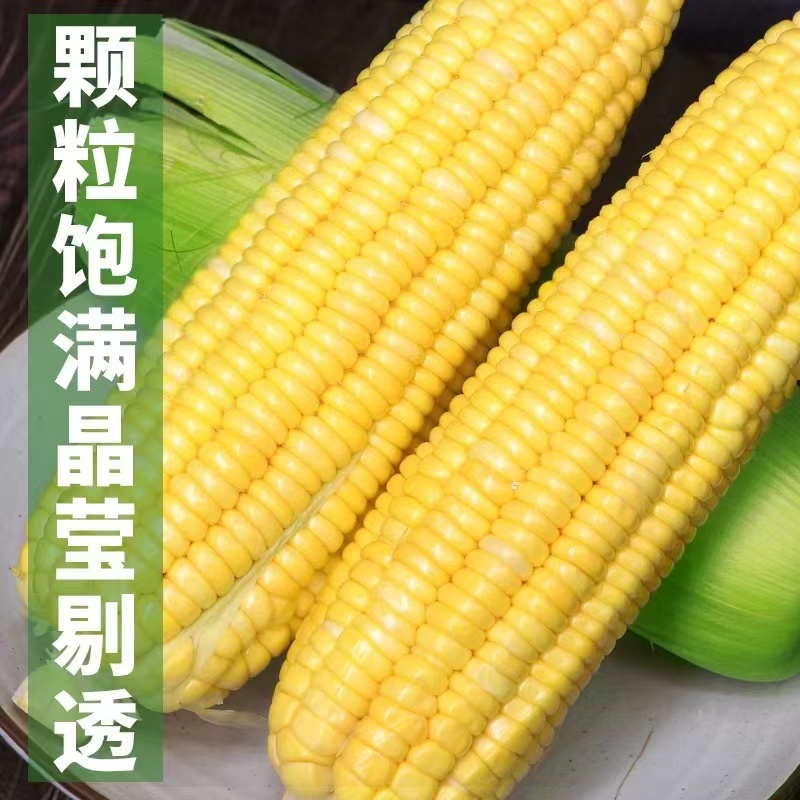 云南金银水果玉米整箱10斤现摘生吃爆浆牛奶时令当季新鲜蔬