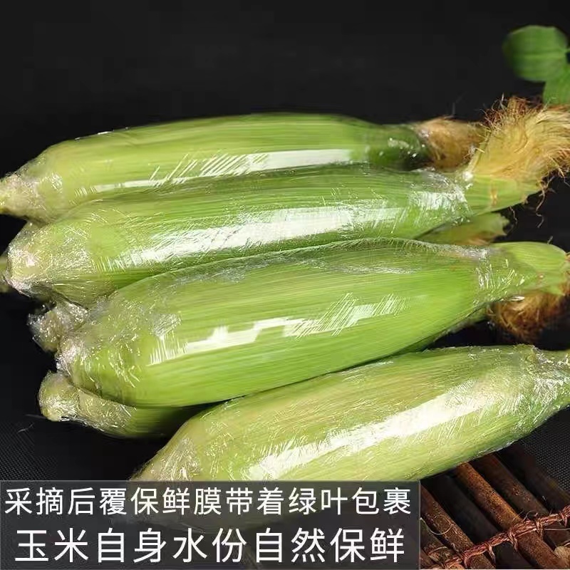 云南金银水果玉米整箱10斤现摘生吃爆浆牛奶时令当季新鲜蔬