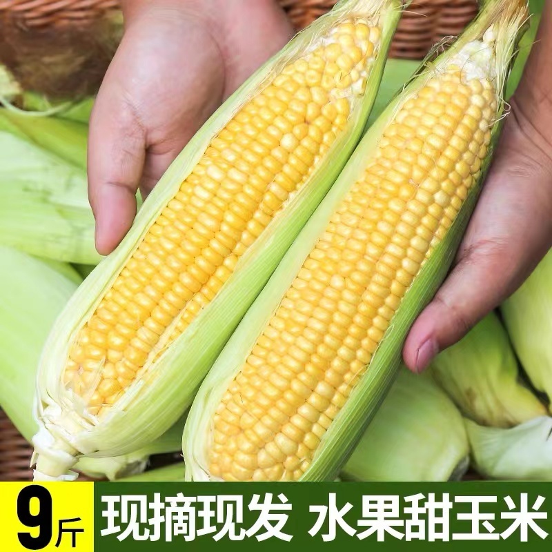 云南金银水果玉米整箱10斤现摘生吃爆浆牛奶时令当季新鲜蔬