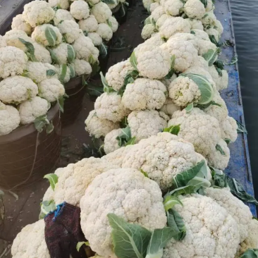 白面小米粒,有机花,散松花菜,花菜,一手货源,货源充足