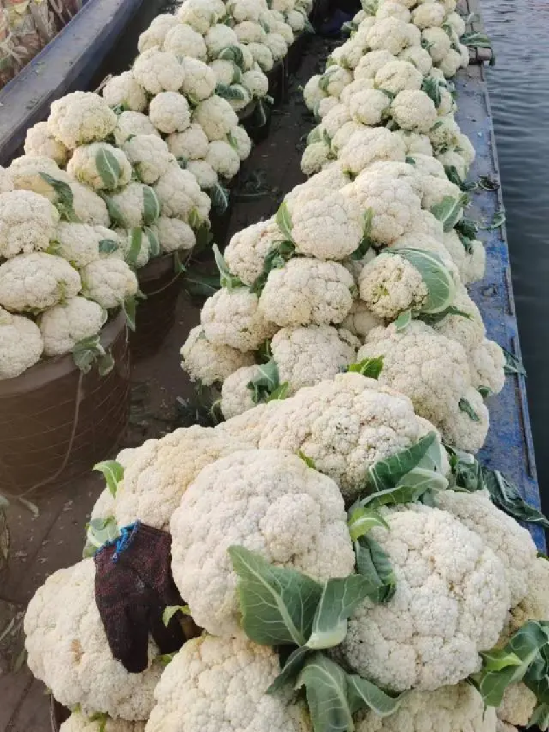 白面小米粒，有机花，散松花菜，花菜，一手货源，货源充足