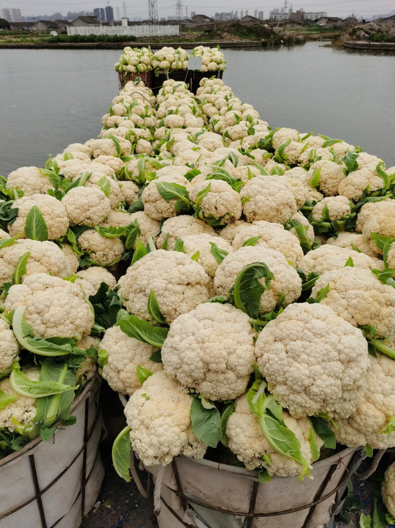 白面小米粒，有机花，散松花菜，花菜，一手货源，货源充足