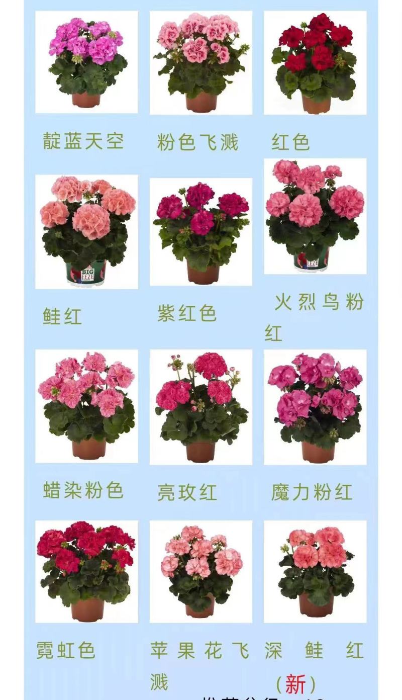 天竺葵