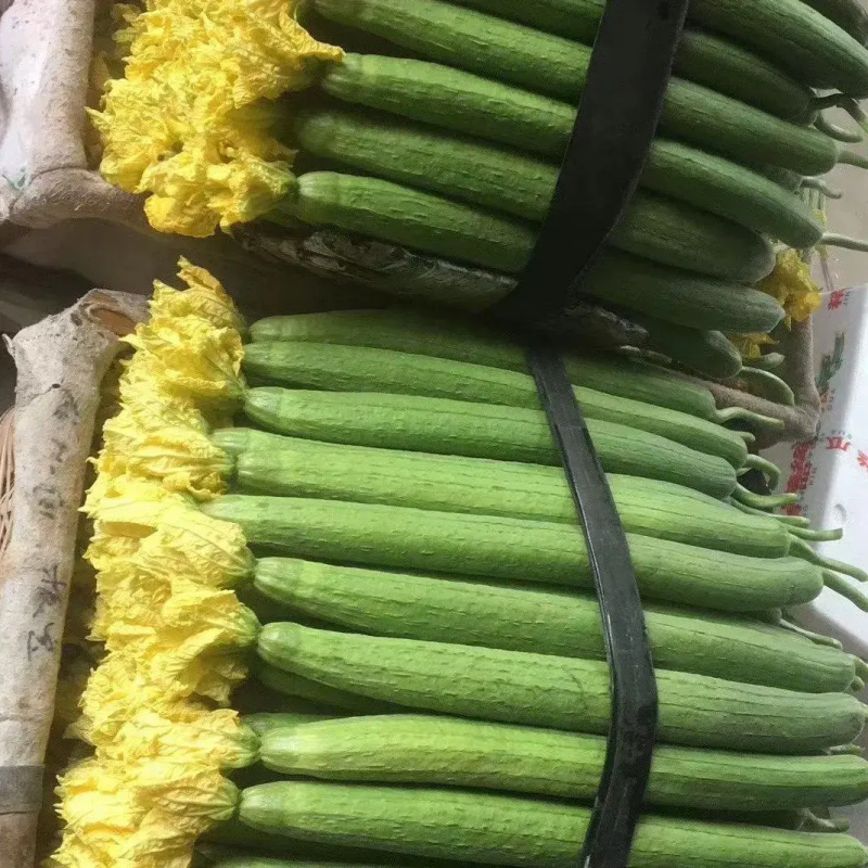 寿光鲜花丝瓜产地实力代收供应超市档口超市食堂