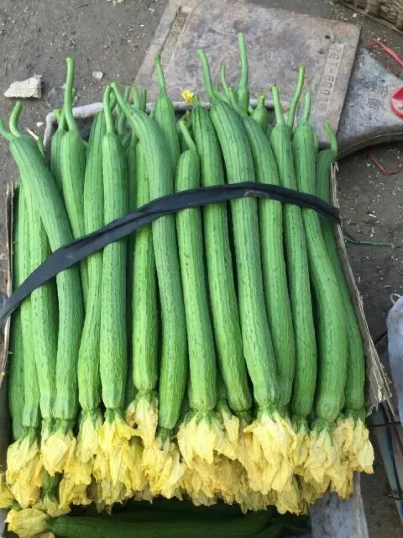 寿光鲜花丝瓜产地实力代收供应超市档口超市食堂