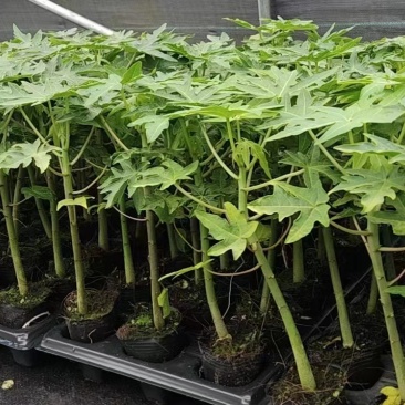 木瓜树苗红肉木瓜苗大青木瓜苗水果木瓜苗