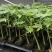 木瓜树苗红肉木瓜苗大青木瓜苗水果木瓜苗