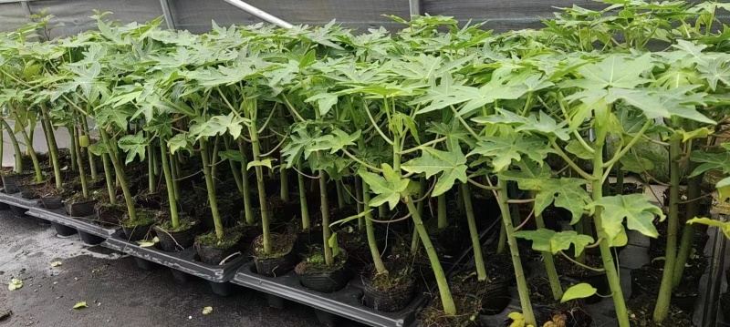 木瓜树苗红肉木瓜苗大青木瓜苗水果木瓜苗