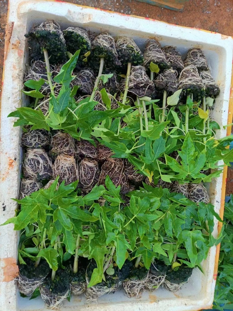 木瓜树苗红肉木瓜苗大青木瓜苗水果木瓜苗