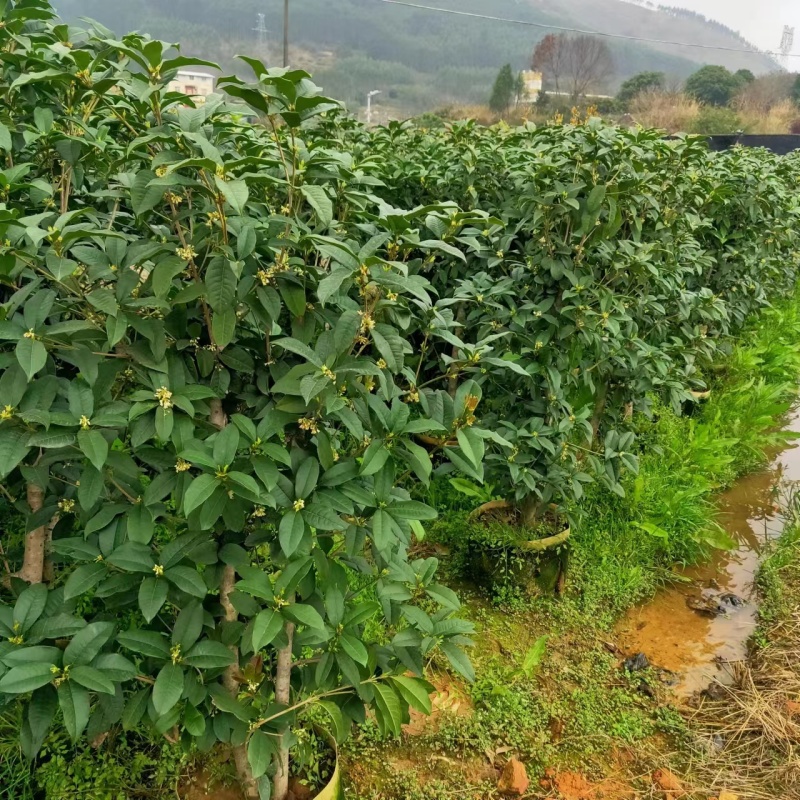 桂花苗四季桂花苗带花带盘发货基地直发可视频看货