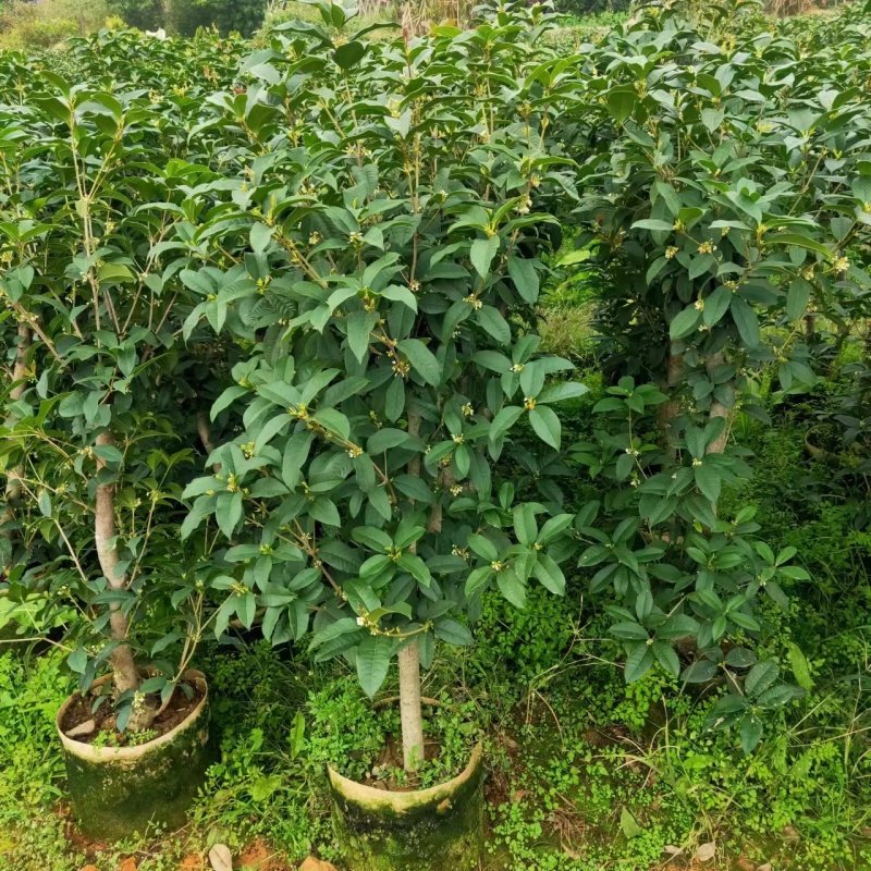 桂花苗四季桂花苗带花带盘发货基地直发可视频看货