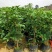 桂花苗四季桂花苗带花带盘发货基地直发可视频看货