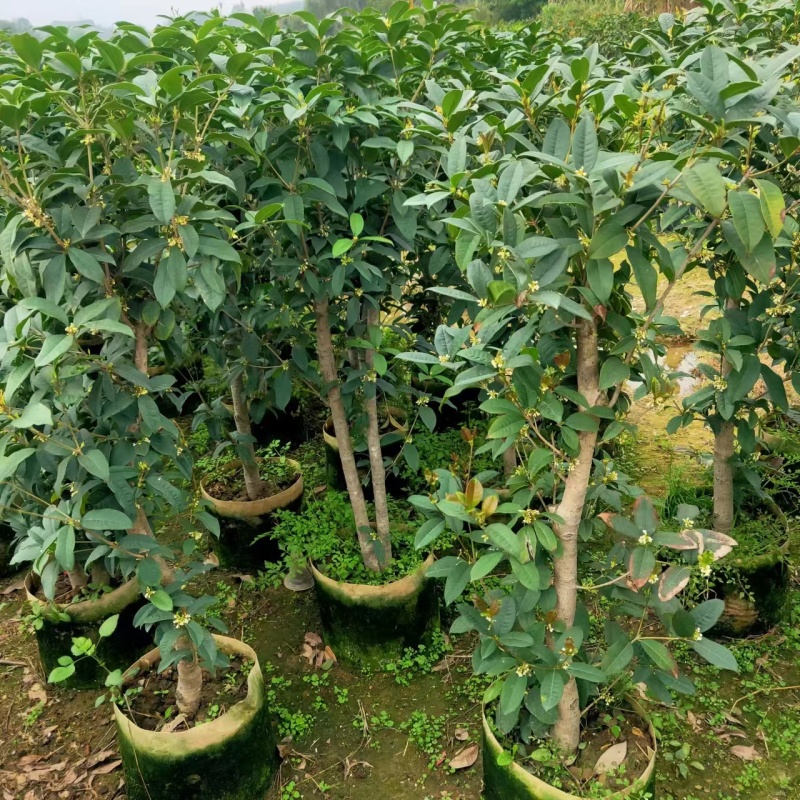 桂花苗四季桂花苗带花带盘发货基地直发可视频看货