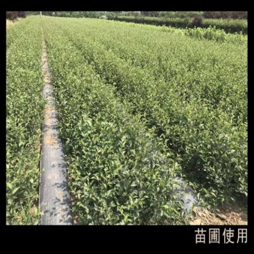 园艺防草地布防草布，PE防草布和PP防草布