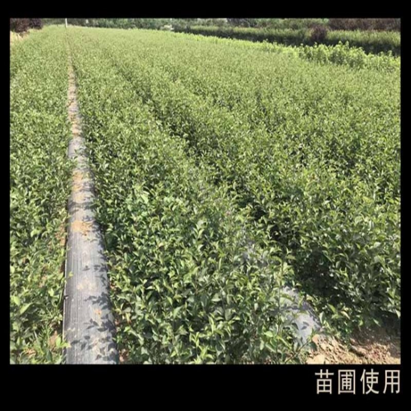 园艺防草地布防草布，PE防草布和PP防草布