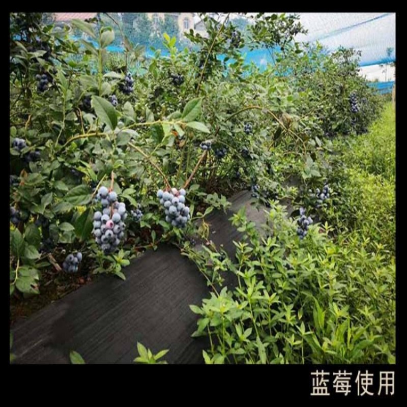 园艺防草地布防草布，PE防草布和PP防草布
