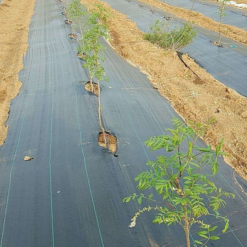园艺防草地布防草布，PE防草布和PP防草布