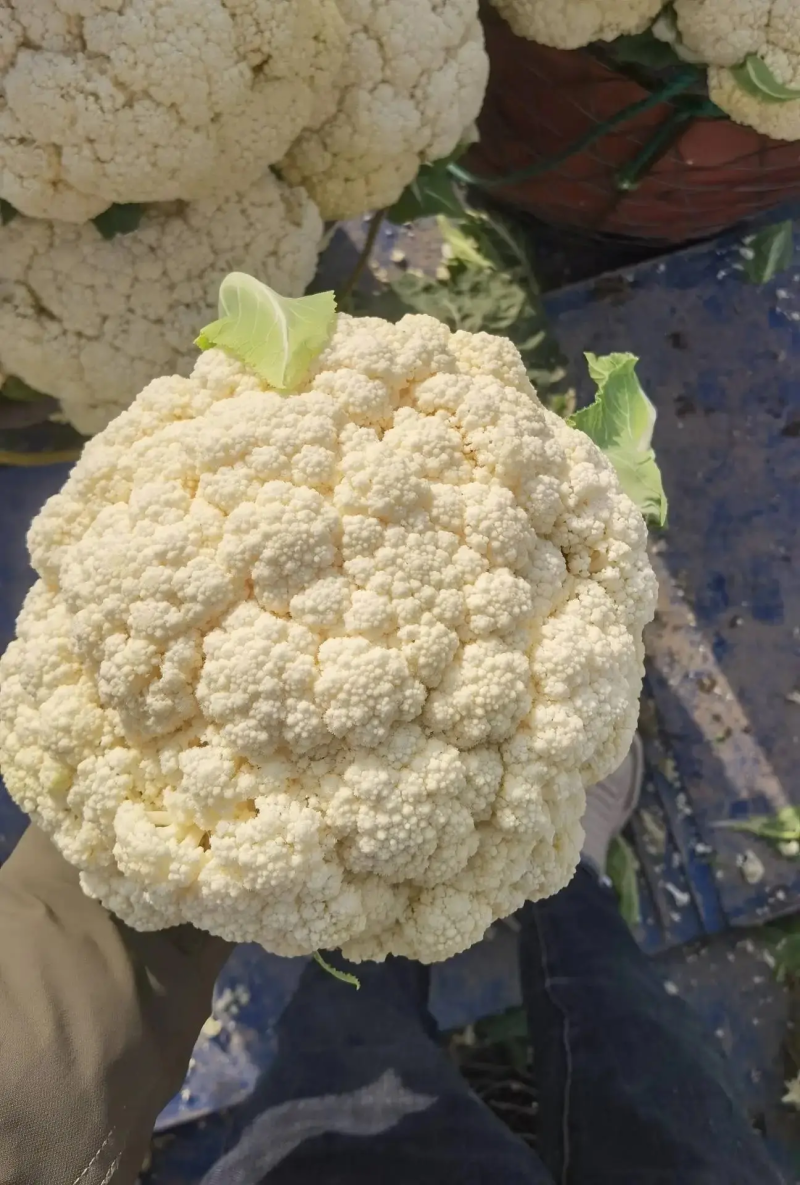 河南开封精品有机花菜对接全国电商批发商超市视频看货等您来电