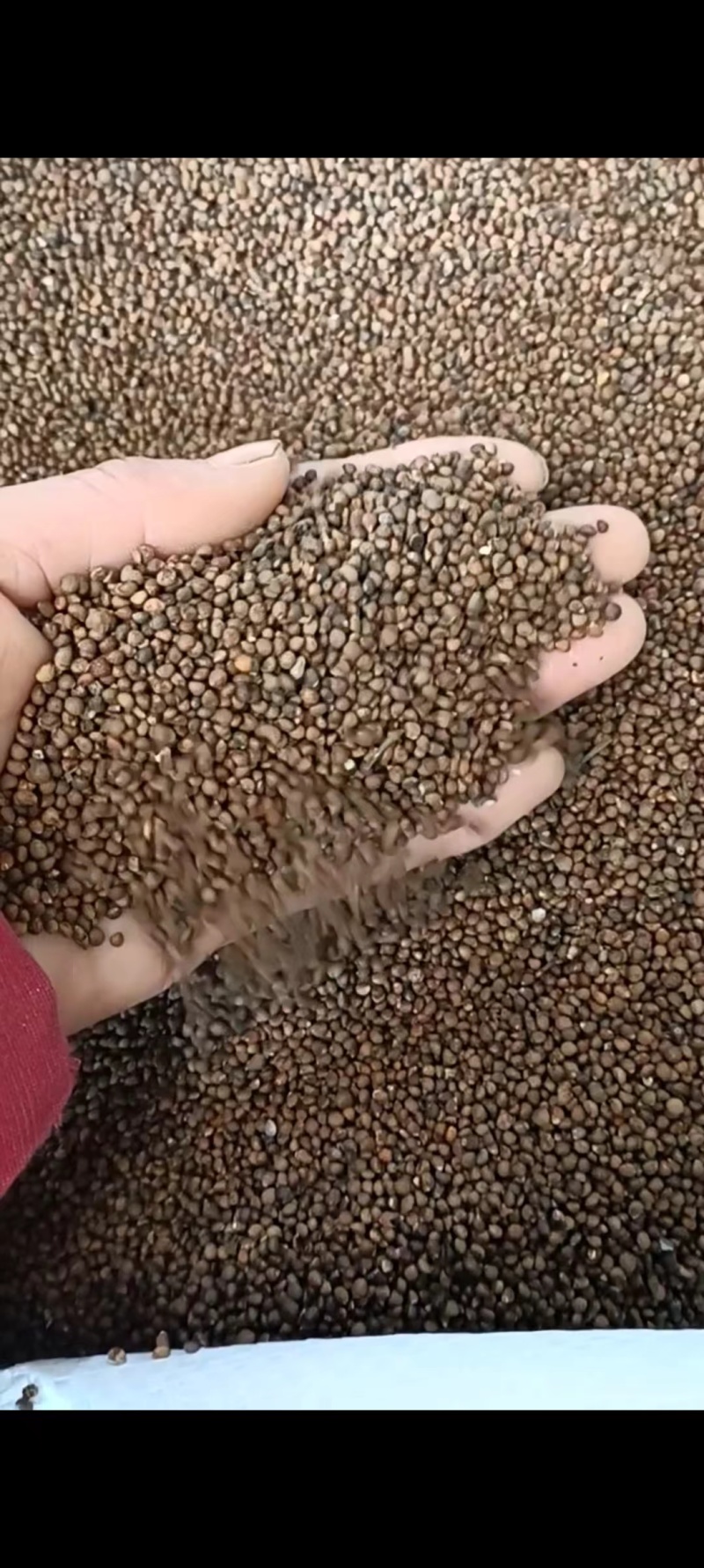 紫苏子产地直销，出货量大，规格齐全，品质优良，欢迎选购