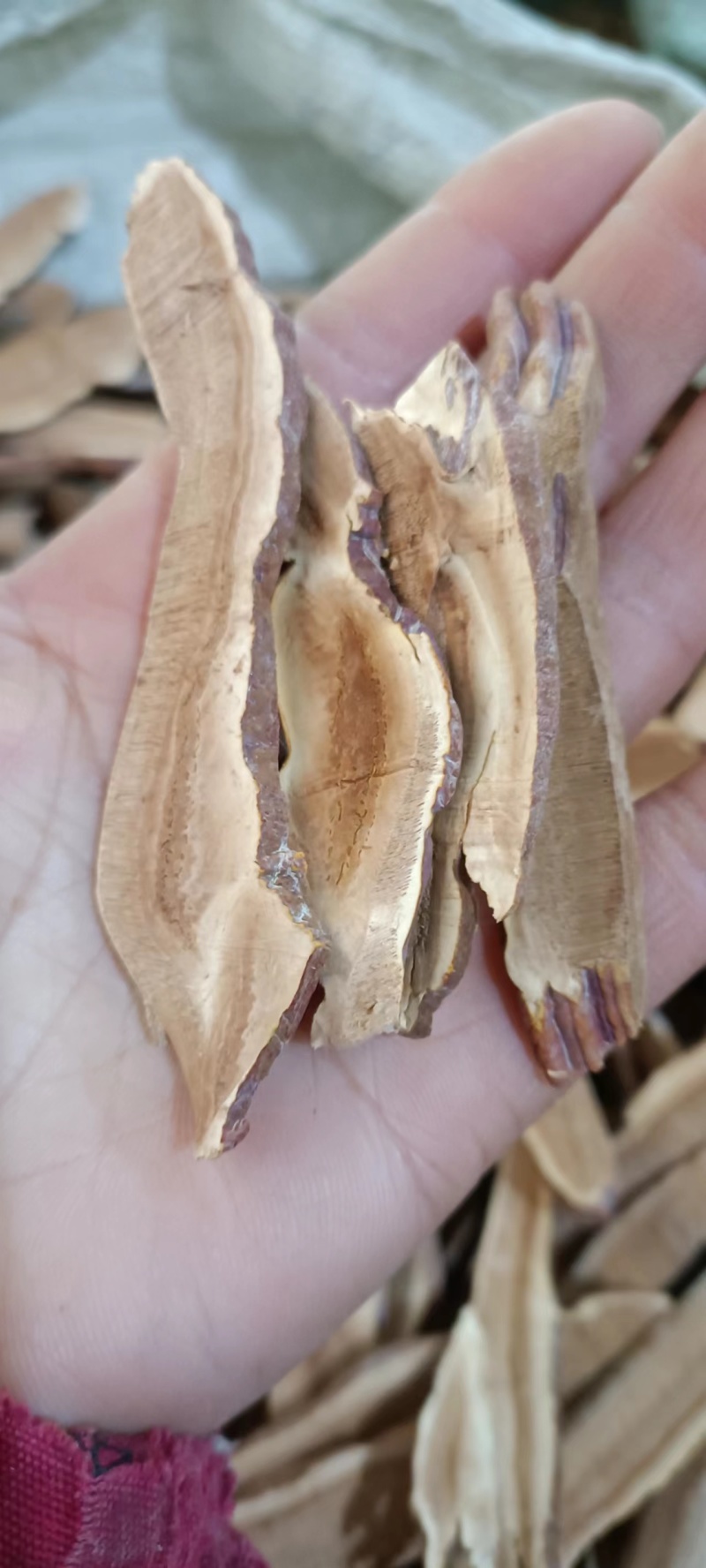灵芝，切片灵芝，规格多样，大小可选，产地直销，大量供应