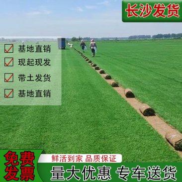带泥土草坪真草皮马尼拉果岭草四季青百慕大庭院别墅小区厂区