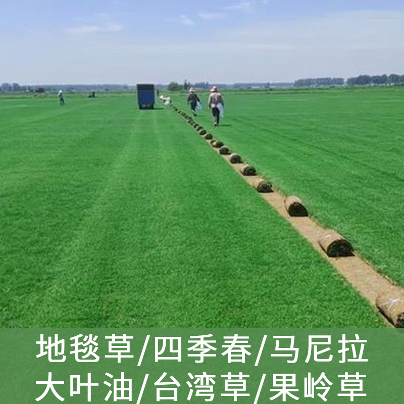 带泥土草坪真草皮马尼拉果岭草四季青百慕大庭院别墅小区厂区