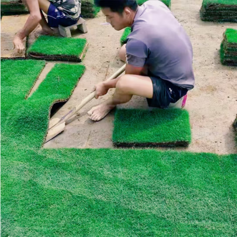 带泥土草坪真草皮马尼拉果岭草四季青百慕大庭院别墅小区厂区
