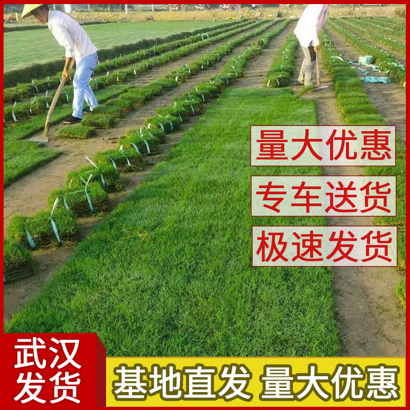 带泥土草坪真草皮马尼拉果岭草四季青百慕大庭院别墅小区厂区