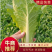 山东快菜产地发货一手货源无虫眼品质好价格美丽