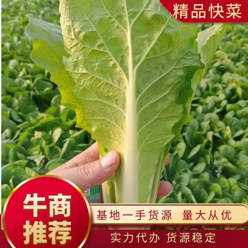 山东快菜产地发货一手货源无虫眼品质好价格美丽