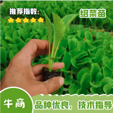 绍菜苗，根系发达，量大从优，厂家直发，专业育苗技术！