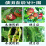 17%唑醚氟环唑杀菌剂吡唑醚菌酯氟环唑稻瘟病锈病白粉病