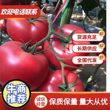 【推荐】精品西红柿苗，口感好，抗病高产耐运输