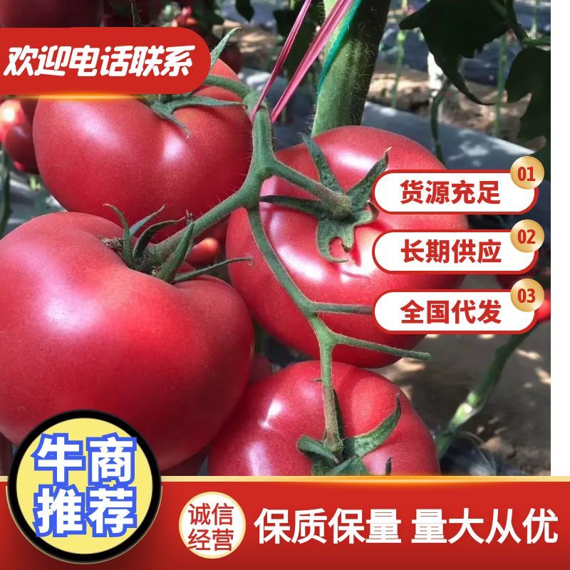 【推荐】精品西红柿苗，口感好，抗病高产耐运输