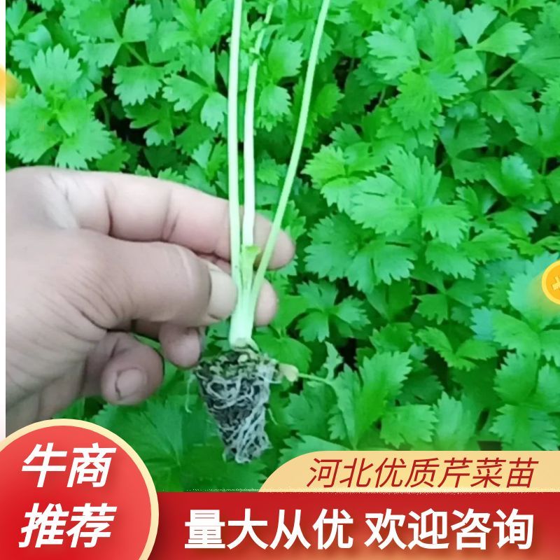 【推荐】河北优质穴盘皇后芹菜苗西芹成活率高提供一条龙服务