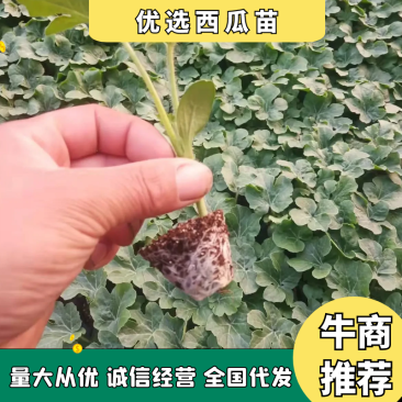 【推荐】优选西瓜苗大量上市货量充足量大从优