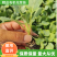 【推荐】精品有机花菜苗白实花苗菜花苗欢迎来电咨询