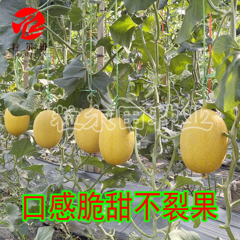 金蜜88大果哈密瓜种子黄金果皮网纹漂亮果肉桔红脆甜