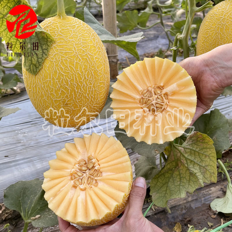 金蜜88大果哈密瓜种子黄金果皮网纹漂亮果肉桔红脆甜