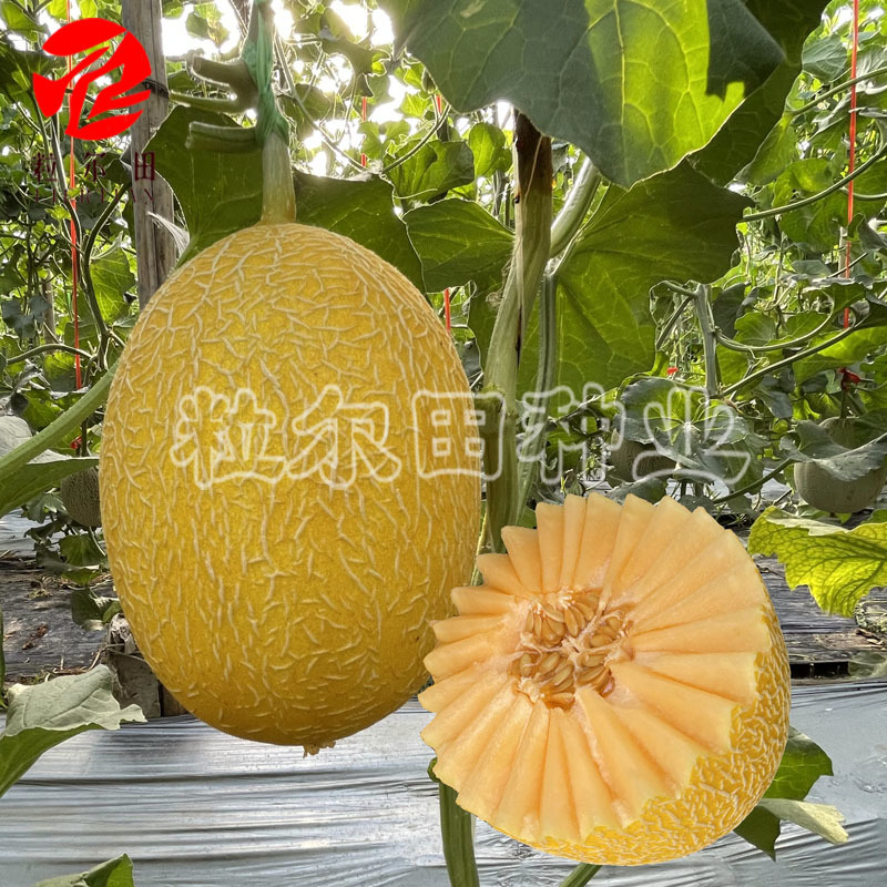 金蜜88大果哈密瓜种子黄金果皮网纹漂亮果肉桔红脆甜