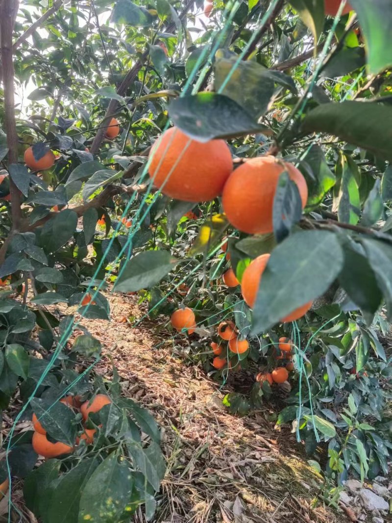 沃柑AB级沃柑甜蜜多汁细嫩化渣欢迎联系