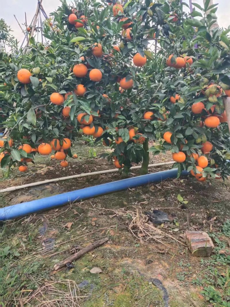 沃柑AB级沃柑甜蜜多汁细嫩化渣欢迎联系