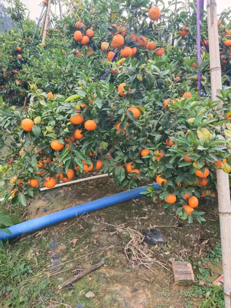沃柑AB级沃柑甜蜜多汁细嫩化渣欢迎联系