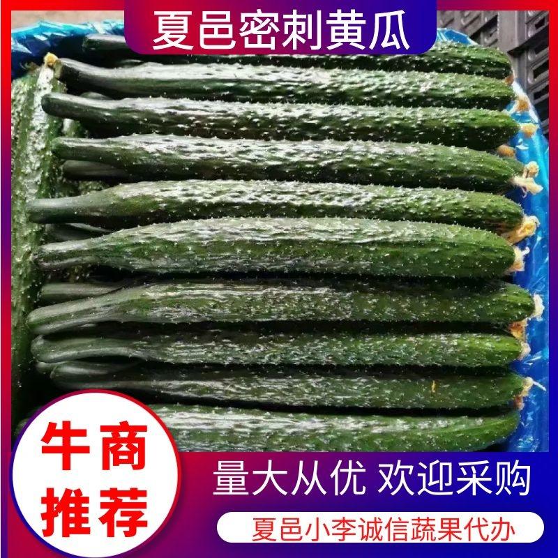 河南夏邑县密刺黑油黄瓜大量上市中，欢迎新老客户联系。