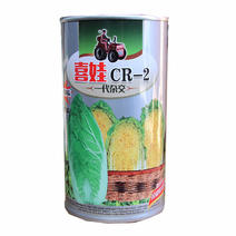 拖车头喜娃CR-2娃娃菜种子耐抽苔小白菜种子春秋高产50
