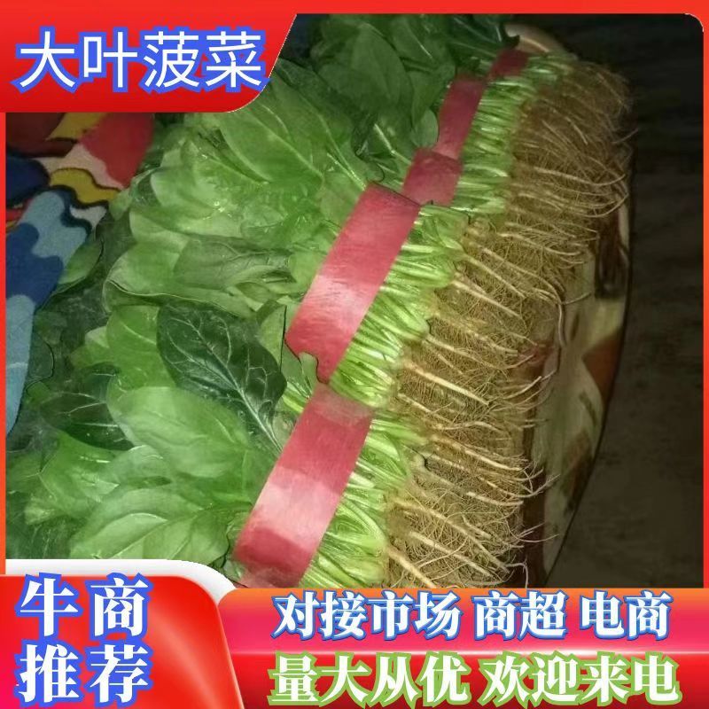 【来电优惠】大叶菠菜青菜无虫眼对接市场电商商超货多