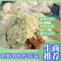 【优选】精品松花菜有机花菜花椰菜对接市场电商商超